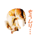 猫のラロ（個別スタンプ：30）