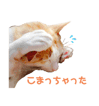 猫のラロ（個別スタンプ：31）