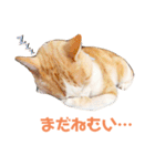 猫のラロ（個別スタンプ：32）