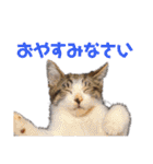 猫のにゃーすけとぼのときんとおととホプ（個別スタンプ：2）