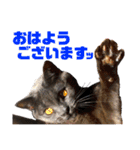 猫のにゃーすけとぼのときんとおととホプ（個別スタンプ：3）