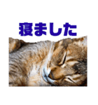 猫のにゃーすけとぼのときんとおととホプ（個別スタンプ：4）