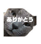 猫のにゃーすけとぼのときんとおととホプ（個別スタンプ：5）