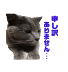猫のにゃーすけとぼのときんとおととホプ（個別スタンプ：7）
