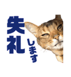 猫のにゃーすけとぼのときんとおととホプ（個別スタンプ：9）