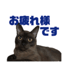 猫のにゃーすけとぼのときんとおととホプ（個別スタンプ：10）