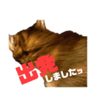猫のにゃーすけとぼのときんとおととホプ（個別スタンプ：13）
