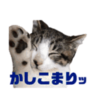 猫のにゃーすけとぼのときんとおととホプ（個別スタンプ：14）