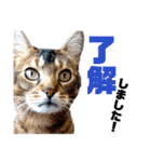 猫のにゃーすけとぼのときんとおととホプ（個別スタンプ：15）