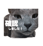 猫のにゃーすけとぼのときんとおととホプ（個別スタンプ：17）