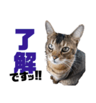 猫のにゃーすけとぼのときんとおととホプ（個別スタンプ：18）