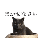 猫のにゃーすけとぼのときんとおととホプ（個別スタンプ：19）