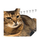 猫のにゃーすけとぼのときんとおととホプ（個別スタンプ：23）