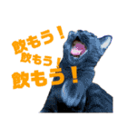 猫のにゃーすけとぼのときんとおととホプ（個別スタンプ：24）