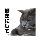 猫のにゃーすけとぼのときんとおととホプ（個別スタンプ：25）