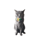 猫のにゃーすけとぼのときんとおととホプ（個別スタンプ：27）