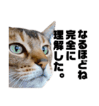 猫のにゃーすけとぼのときんとおととホプ（個別スタンプ：32）