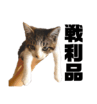 猫のにゃーすけとぼのときんとおととホプ（個別スタンプ：33）