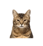 猫のにゃーすけとぼのときんとおととホプ（個別スタンプ：34）