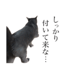猫のにゃーすけとぼのときんとおととホプ（個別スタンプ：35）