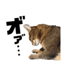 猫のにゃーすけとぼのときんとおととホプ（個別スタンプ：36）