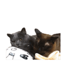 猫のにゃーすけとぼのときんとおととホプ（個別スタンプ：40）