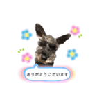 ミニチュアシュナウザーのヒメちゃん（個別スタンプ：2）