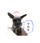 ミニチュアシュナウザーのヒメちゃん（個別スタンプ：5）