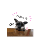 ミニチュアシュナウザーのヒメちゃん（個別スタンプ：6）