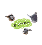 ミニチュアシュナウザーのヒメちゃん（個別スタンプ：8）