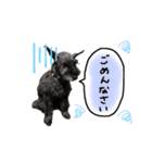 ミニチュアシュナウザーのヒメちゃん（個別スタンプ：11）