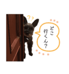 ミニチュアシュナウザーのヒメちゃん（個別スタンプ：13）