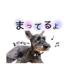 ミニチュアシュナウザーのヒメちゃん（個別スタンプ：15）