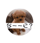 ぼくはクック 2（個別スタンプ：1）