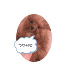 ぼくはクック 2（個別スタンプ：8）