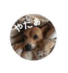 ノアとアミ（個別スタンプ：3）