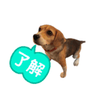 ノアとアミ（個別スタンプ：14）