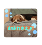 ノアとアミ（個別スタンプ：15）