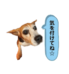 ノアとアミ（個別スタンプ：16）