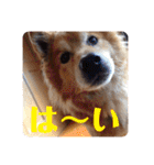 ♪柴犬♪ラッキー2（個別スタンプ：8）