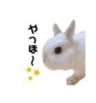 だいふくくん2（個別スタンプ：9）