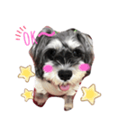 今日の❤️ワンコ5（個別スタンプ：1）