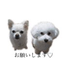 犬がいる暮らし2（個別スタンプ：1）