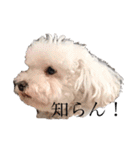 犬がいる暮らし2（個別スタンプ：2）
