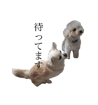 犬がいる暮らし2（個別スタンプ：3）