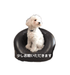 犬がいる暮らし2（個別スタンプ：4）
