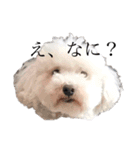 犬がいる暮らし2（個別スタンプ：5）