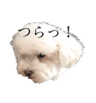 犬がいる暮らし2（個別スタンプ：6）