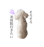 犬がいる暮らし2（個別スタンプ：8）