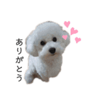 犬がいる暮らし2（個別スタンプ：10）